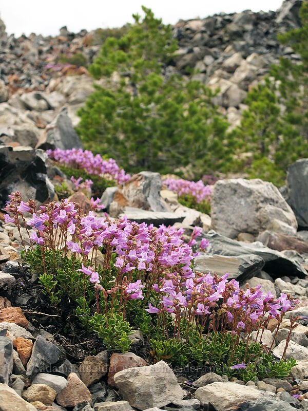 Davidson's penstemon (Penstemon davidsonii var. davidsonii) [Glass Mountain, Modoc National Forest, Siskiyou County, California]