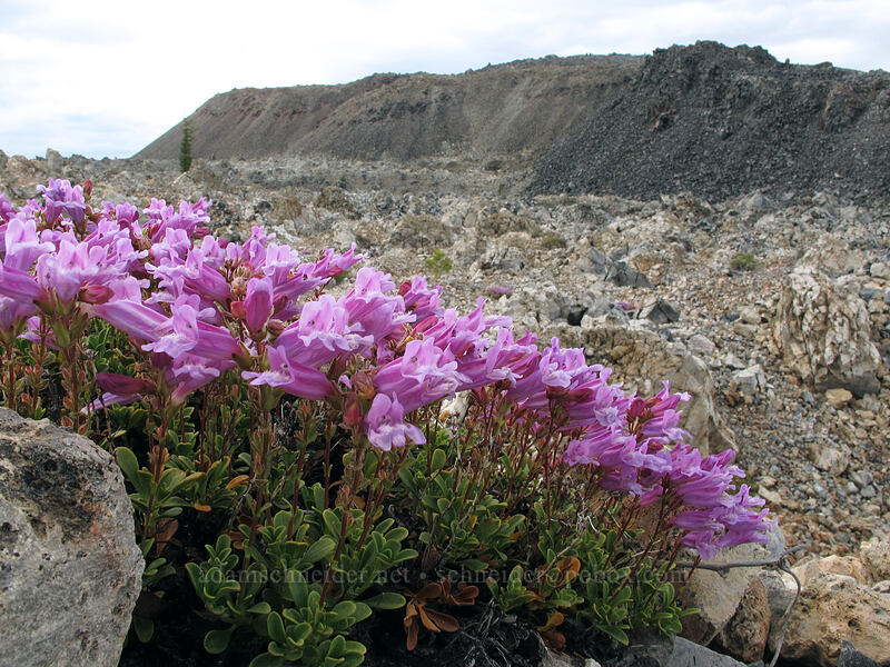 Davidson's penstemon (Penstemon davidsonii var. davidsonii) [Glass Mountain, Modoc National Forest, Siskiyou County, California]
