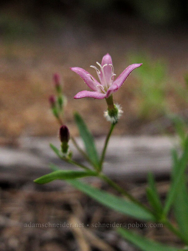 milk kelloggia (Kelloggia galioides) [Forest Road 97, Modoc National Forest, Siskiyou County, California]
