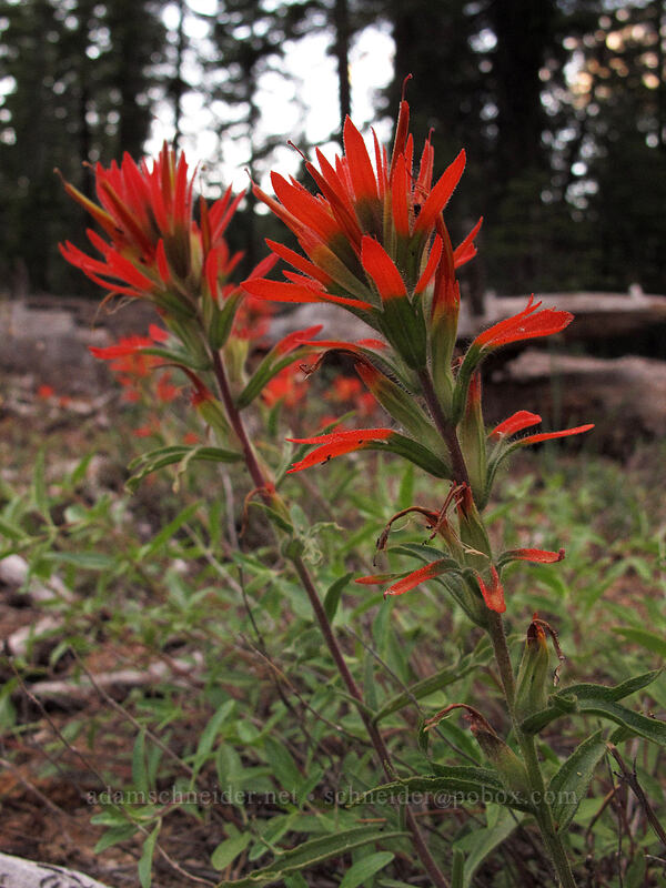 wavy-leaf paintbrush (Castilleja applegatei var. pinetorum) [Forest Road 97, Modoc National Forest, Siskiyou County, California]