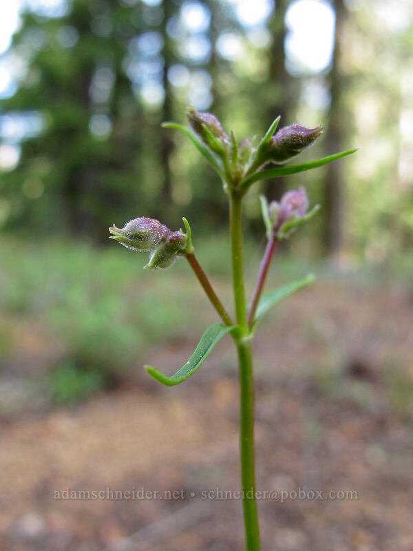 slender penstemon, budding (Penstemon gracilentus) [Forest Road 97, Modoc National Forest, Siskiyou County, California]