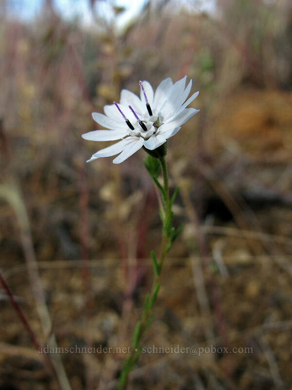 rough eyelash-weed (Blepharipappus scaber) [Forest Road 97, Modoc National Forest, Modoc County, California]