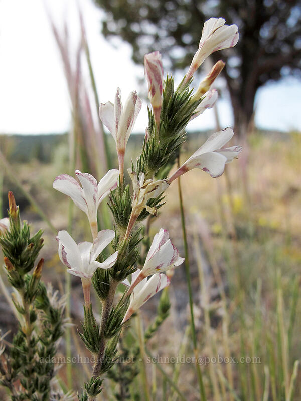 granite prickly-phlox (Linanthus pungens (Leptodactylon pungens)) [Forest Road 97, Modoc National Forest, Modoc County, California]