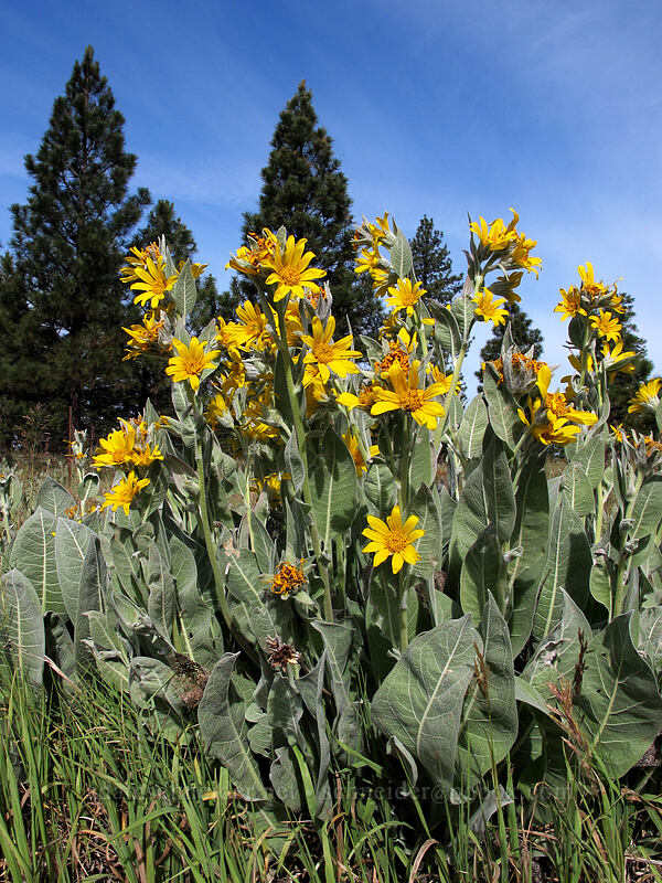 woolly mule's ears (Wyethia mollis) [CA-139, Modoc National Forest, Modoc County, California]