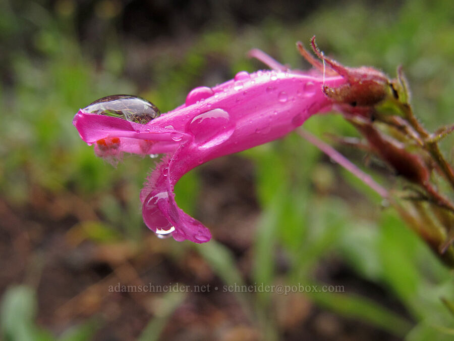 mountain pride & raindrops (Penstemon newberryi) [Tamarack Trail, Lake Tahoe Basin, El Dorado County, California]