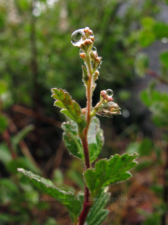 oceanspray (creambush) (Holodiscus discolor) [Tamarack Trail, Lake Tahoe Basin, El Dorado County, California]