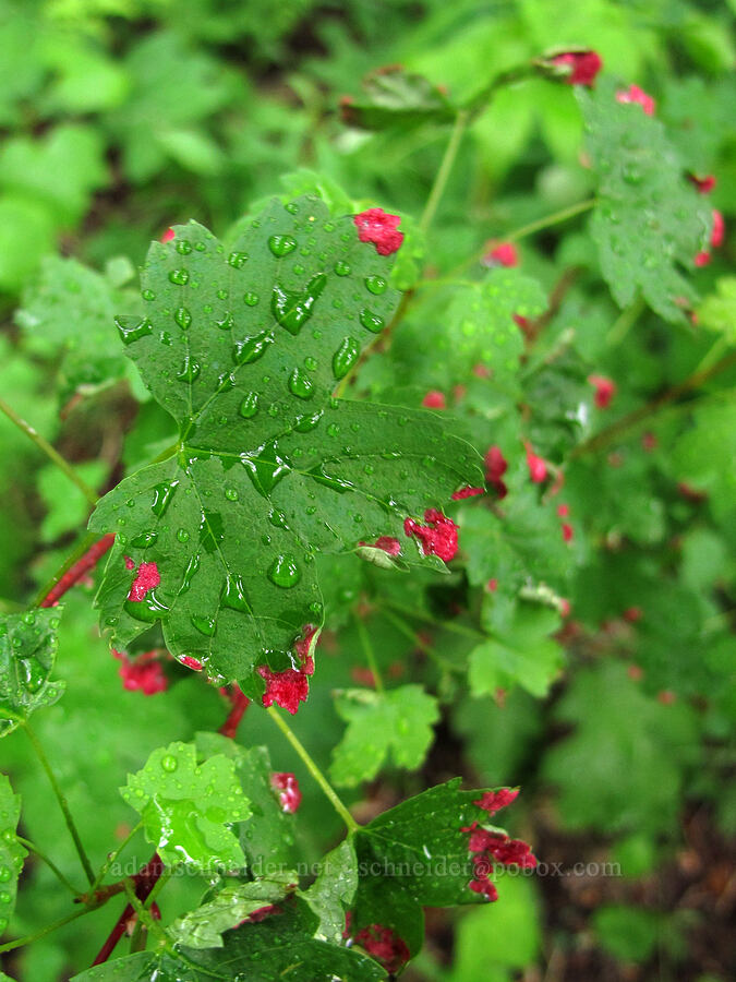 maple leaves with red velvet erineum galls (Acer glabrum, Aceria calaceris (Eriophyes calaceris)) [Tamarack Trail, Lake Tahoe Basin, El Dorado County, California]