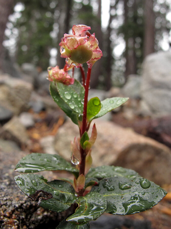 little pipsissewa (Chimaphila menziesii) [Tamarack Trail, Lake Tahoe Basin, El Dorado County, California]