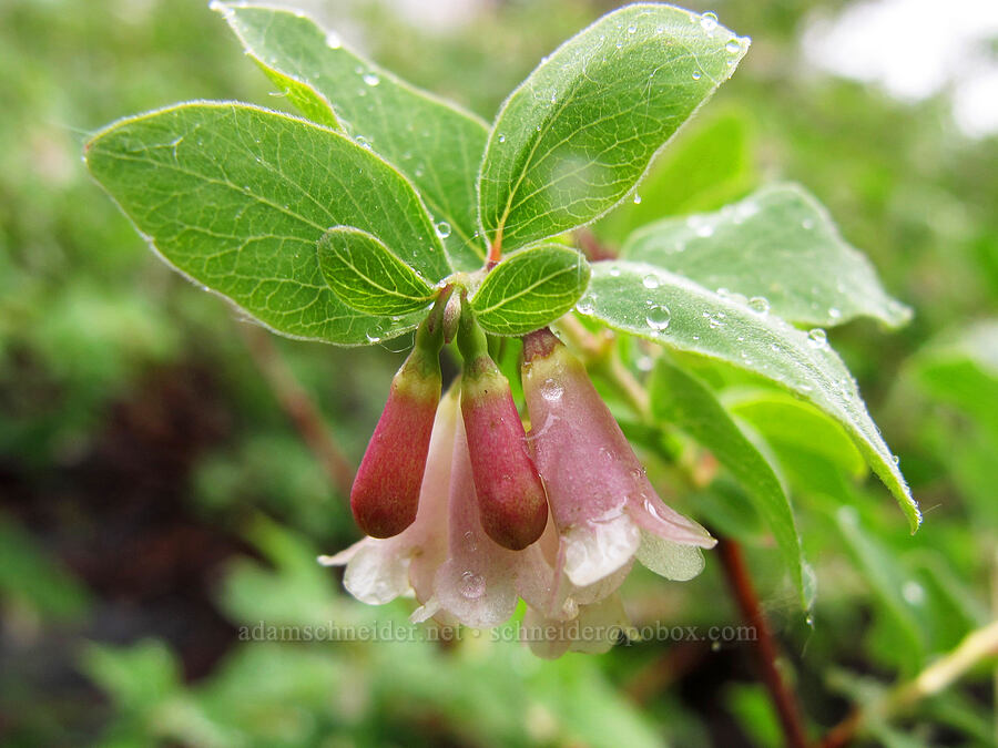mountain snowberry (Symphoricarpos rotundifolius) [Tamarack Trail, Lake Tahoe Basin, El Dorado County, California]