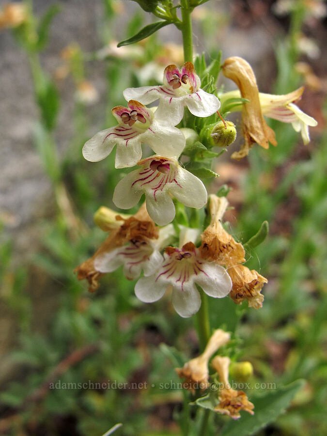 hot rock penstemon (Penstemon deustus) [Tamarack Trail, Lake Tahoe Basin, El Dorado County, California]