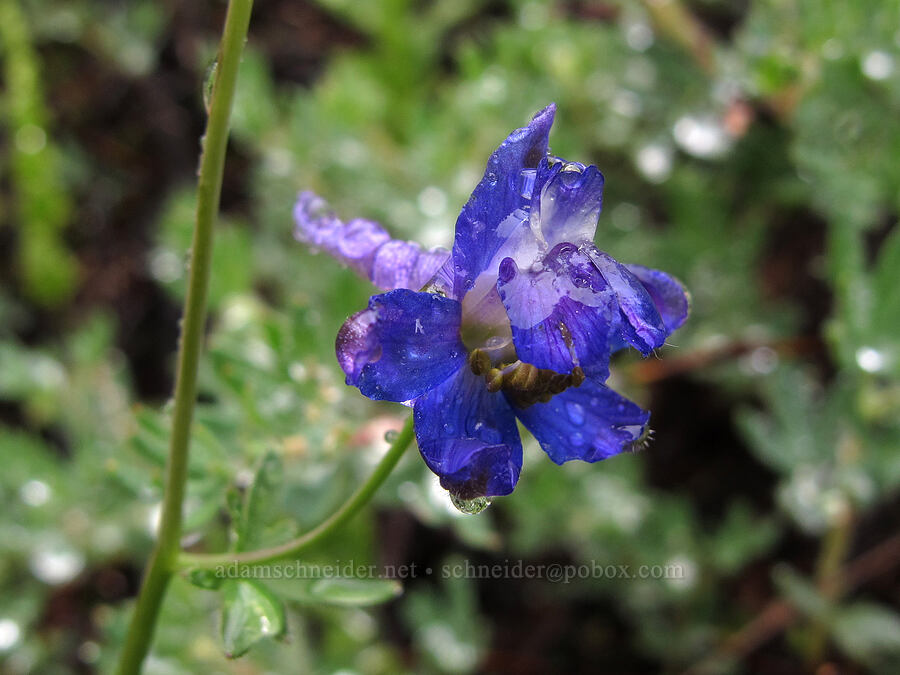 larkspur (Delphinium sp.) [Tamarack Trail, Lake Tahoe Basin, El Dorado County, California]
