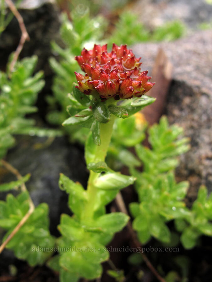 western roseroot (ledge stonecrop) (Rhodiola integrifolia) [Tamarack Trail, Lake Tahoe Basin, El Dorado County, California]