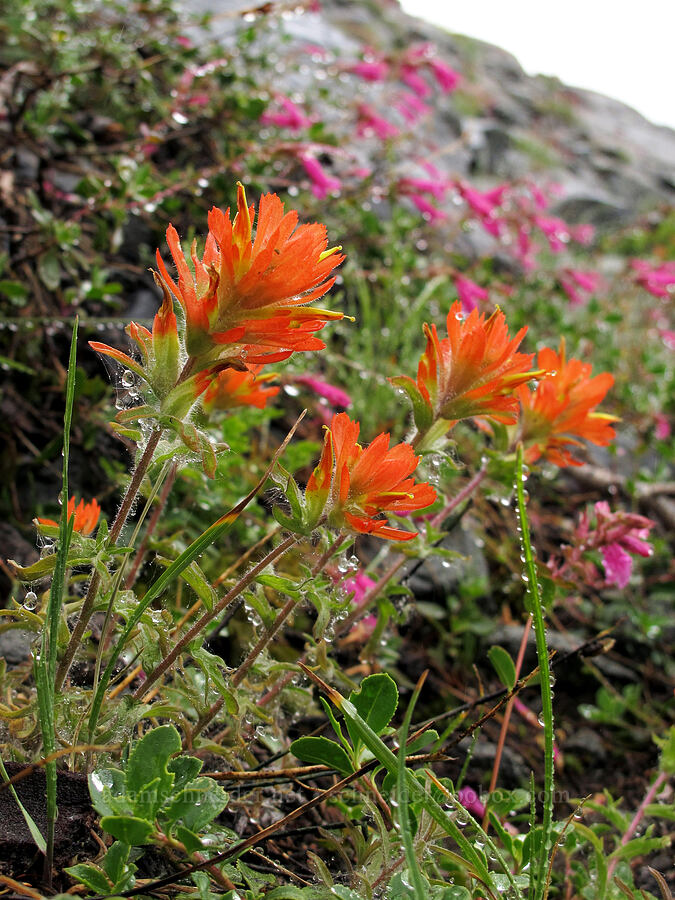 wavy-leaf paintbrush & mountain pride (Castilleja applegatei var. pinetorum, Penstemon newberryi) [Tamarack Trail, Desolation Wilderness, El Dorado County, California]