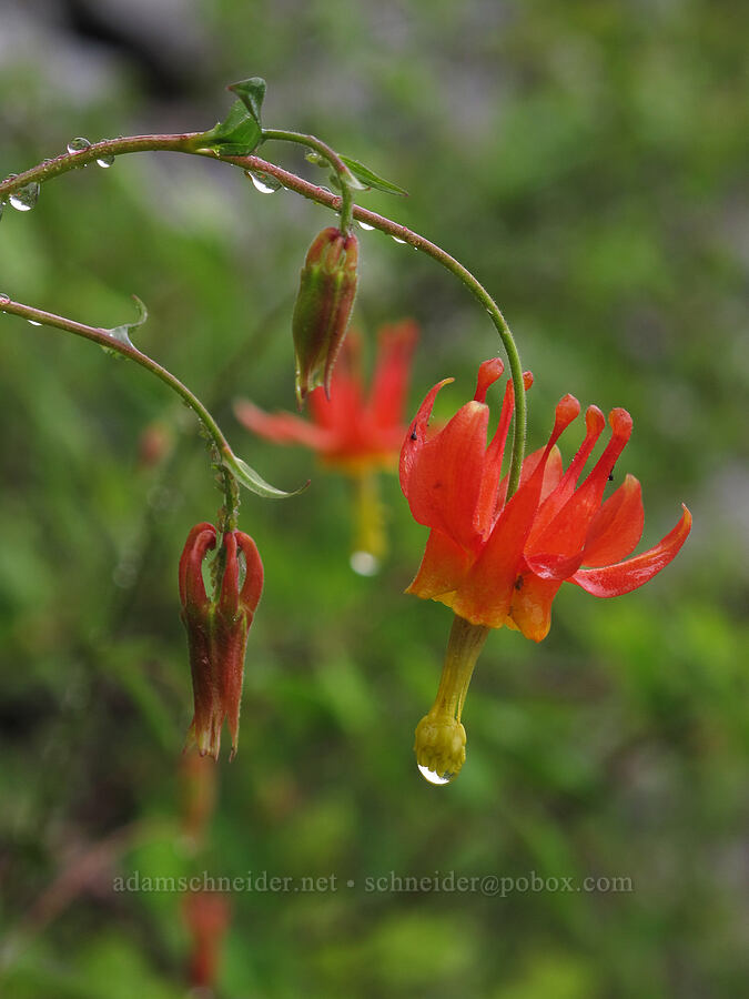 western columbine (Aquilegia formosa) [Tamarack Trail, Desolation Wilderness, El Dorado County, California]