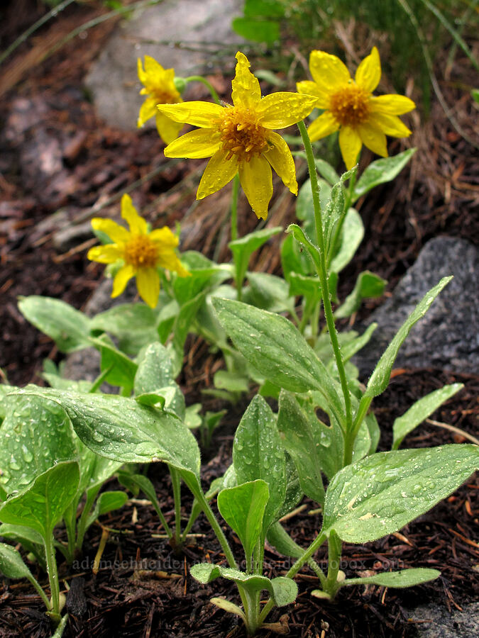Sierra arnica (Arnica nevadensis) [Tamarack Trail, Desolation Wilderness, El Dorado County, California]
