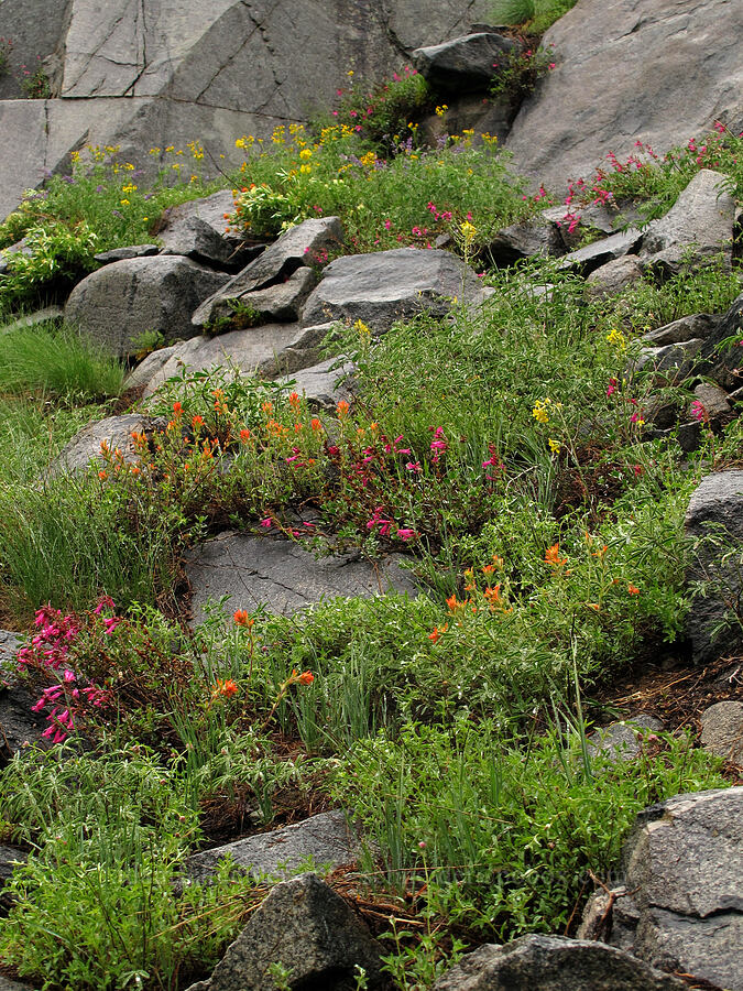 rock garden [Tamarack Trail, Desolation Wilderness, El Dorado County, California]
