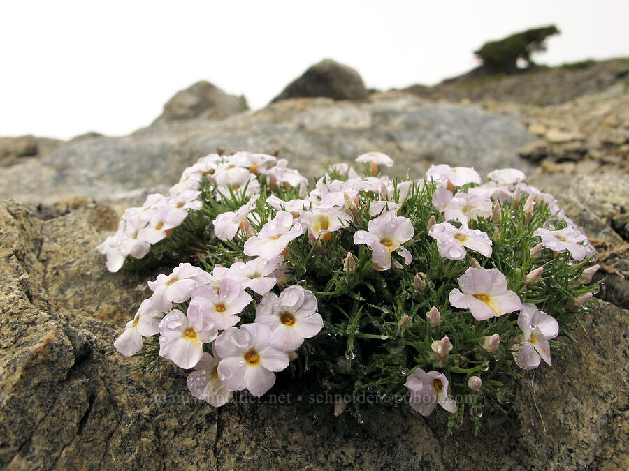 phlox (Phlox diffusa) [Tamarack Trail, Desolation Wilderness, El Dorado County, California]