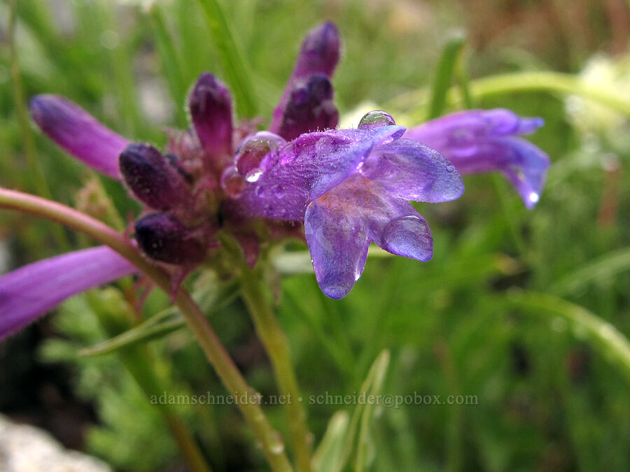 Sierra penstemon & raindrops (Penstemon heterodoxus) [Tamarack Trail, Desolation Wilderness, El Dorado County, California]