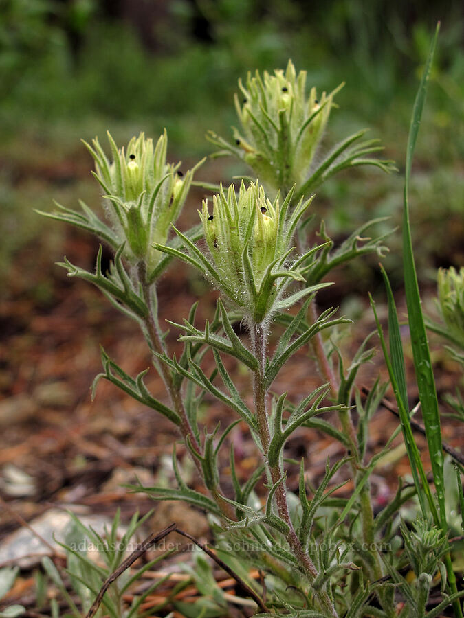 alpine paintbrush (Castilleja nana) [Pacific Crest Trail, Desolation Wilderness, El Dorado County, California]