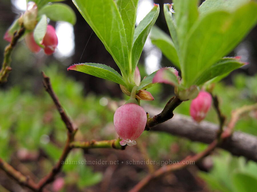 dwarf bilberry flowers (Vaccinium caespitosum) [Pacific Crest Trail, Desolation Wilderness, El Dorado County, California]
