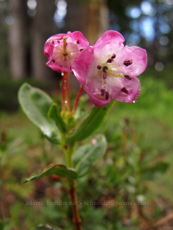 mountain laurel (Kalmia microphylla (Kalmia polifolia ssp. microphylla)) [Pacific Crest Trail, Desolation Wilderness, El Dorado County, California]
