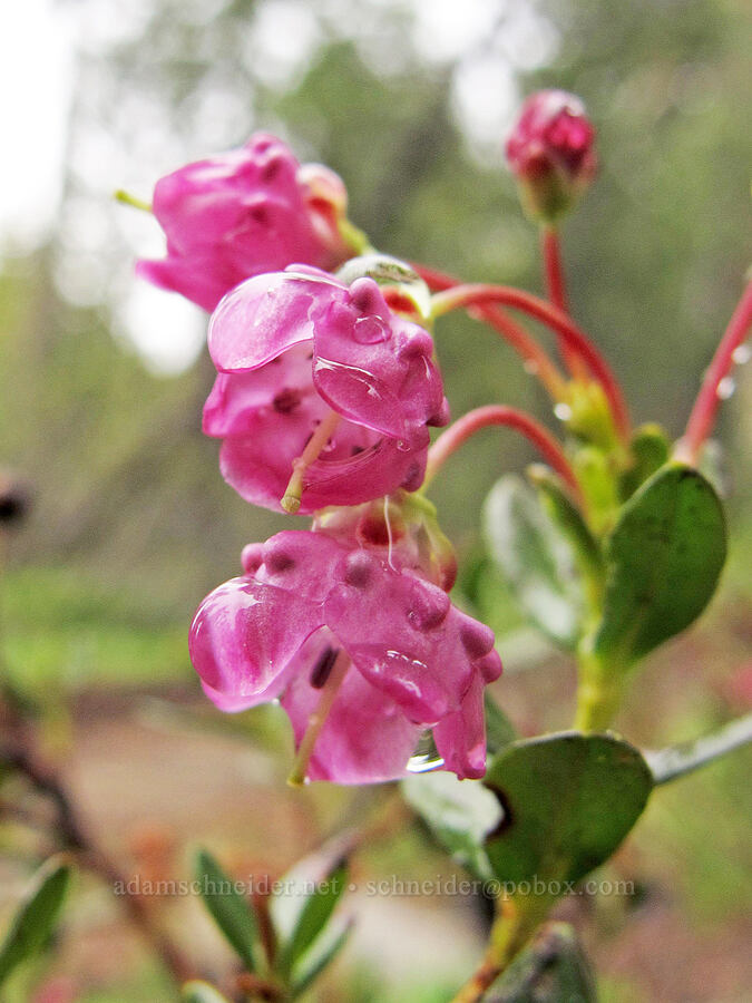 mountain laurel (Kalmia microphylla (Kalmia polifolia ssp. microphylla)) [Pacific Crest Trail, Desolation Wilderness, El Dorado County, California]