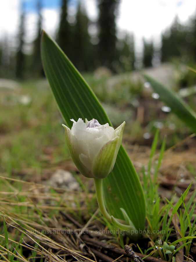 Sierra mariposa lily (Calochortus minimus) [Pacific Crest Trail, Desolation Wilderness, El Dorado County, California]
