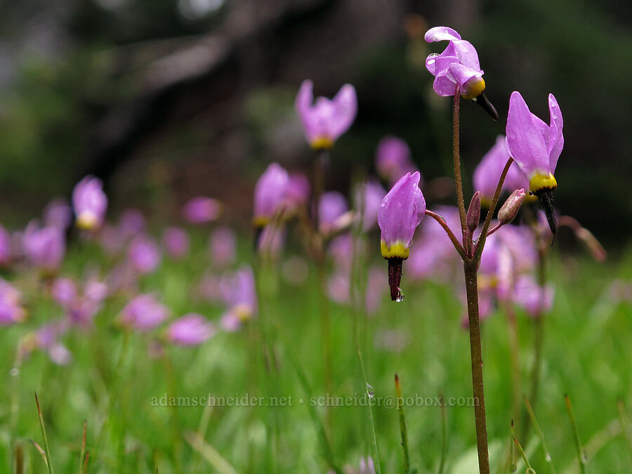 Sierra shooting stars (Dodecatheon jeffreyi (Primula jeffreyi)) [Lake Aloha Trail, Desolation Wilderness, El Dorado County, California]