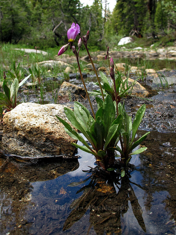 Sierra shooting stars (Dodecatheon jeffreyi (Primula jeffreyi)) [Lake Aloha cutoff trail, Desolation Wilderness, El Dorado County, California]