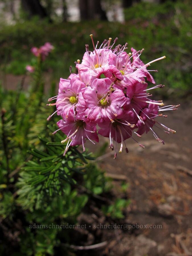 purple mountain heather (Phyllodoce breweri) [Pacific Crest Trail, Desolation Wilderness, El Dorado County, California]
