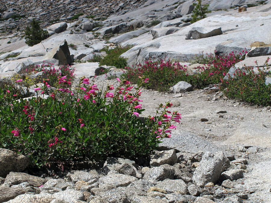 mountain pride (Penstemon newberryi) [Pacific Crest Trail, Desolation Wilderness, El Dorado County, California]