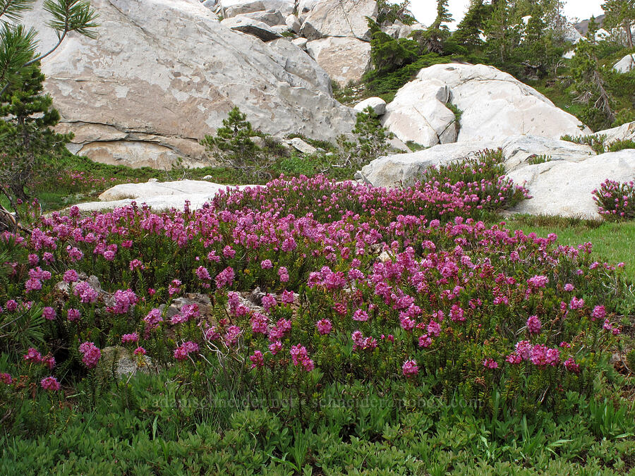 purple mountain heather (Phyllodoce breweri) [Pacific Crest Trail, Desolation Wilderness, El Dorado County, California]
