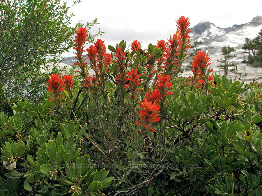 wavy-leaf paintbrush (Castilleja applegatei var. pinetorum) [Pacific Crest Trail, Desolation Wilderness, El Dorado County, California]