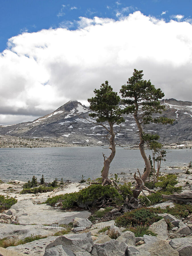 twisted pines, Pyramid Peak, & Lake Aloha (Pinus sp.) [Pacific Crest Trail, Desolation Wilderness, El Dorado County, California]