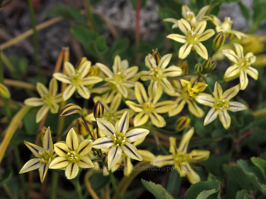mountain pretty-face (Triteleia ixioides ssp. anilina) [Pacific Crest Trail, Desolation Wilderness, El Dorado County, California]