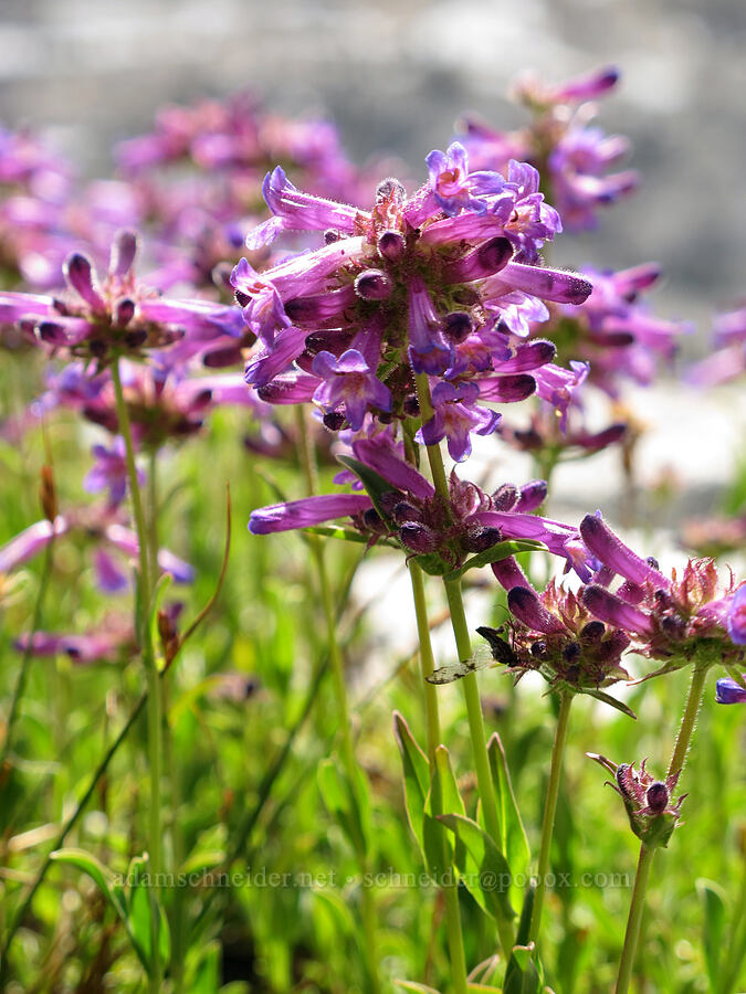 Sierra penstemon (Penstemon heterodoxus) [Pacific Crest Trail, Desolation Wilderness, El Dorado County, California]
