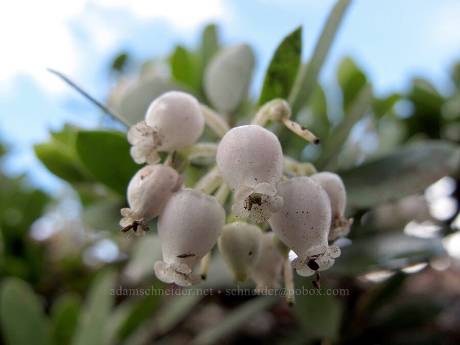 pine-mat manzanita flowers (Arctostaphylos nevadensis) [Pacific Crest Trail, Desolation Wilderness, El Dorado County, California]