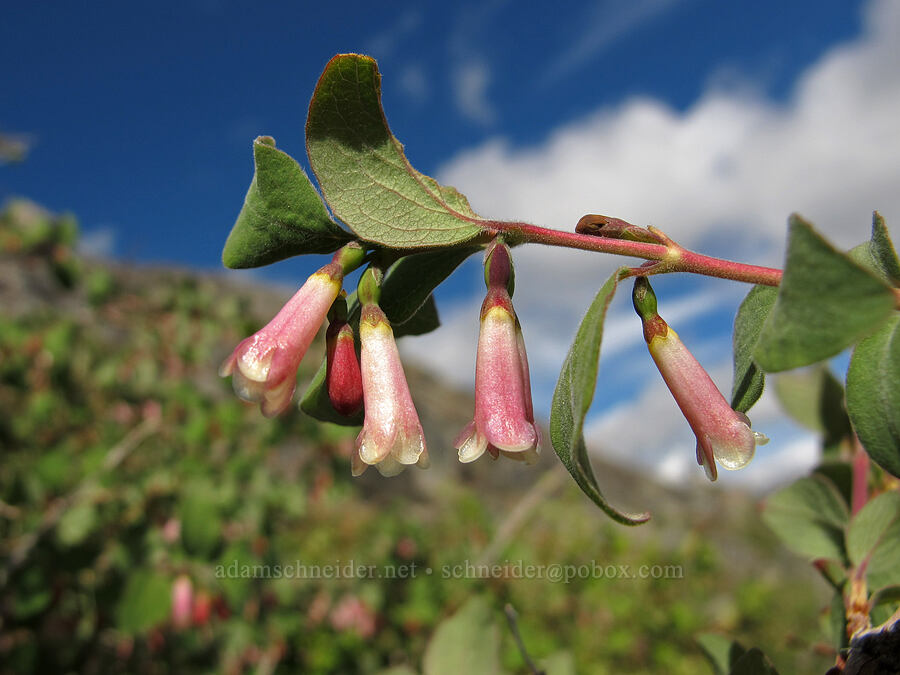 mountain snowberry (Symphoricarpos rotundifolius) [Pacific Crest Trail, Desolation Wilderness, El Dorado County, California]
