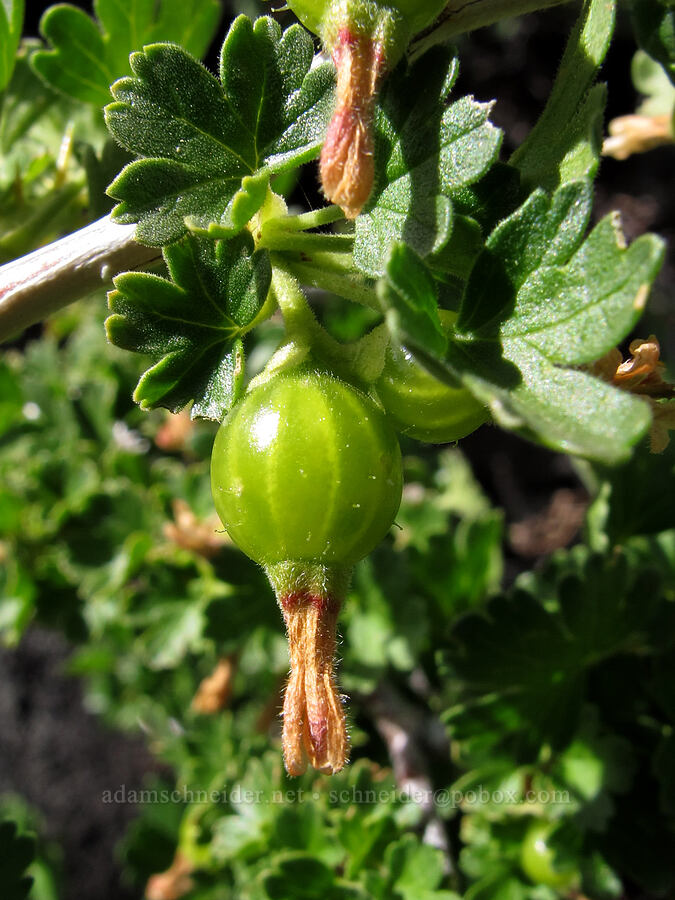 alpine gooseberry (Ribes lasianthum) [Pacific Crest Trail, Desolation Wilderness, El Dorado County, California]