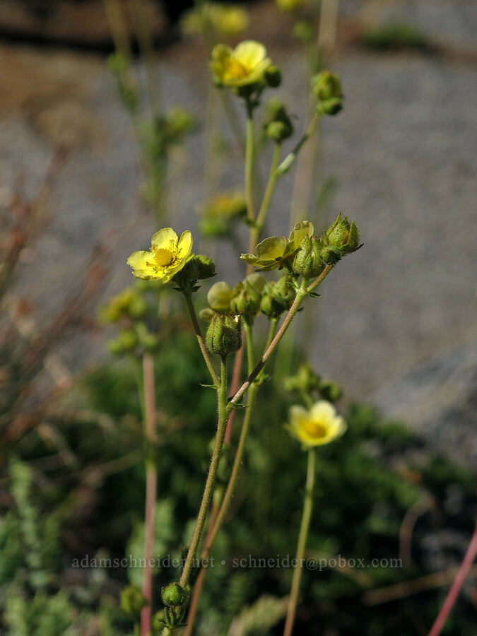 sticky cinquefoil (Drymocallis sp. (Potentilla glandulosa)) [Pacific Crest Trail, Desolation Wilderness, El Dorado County, California]