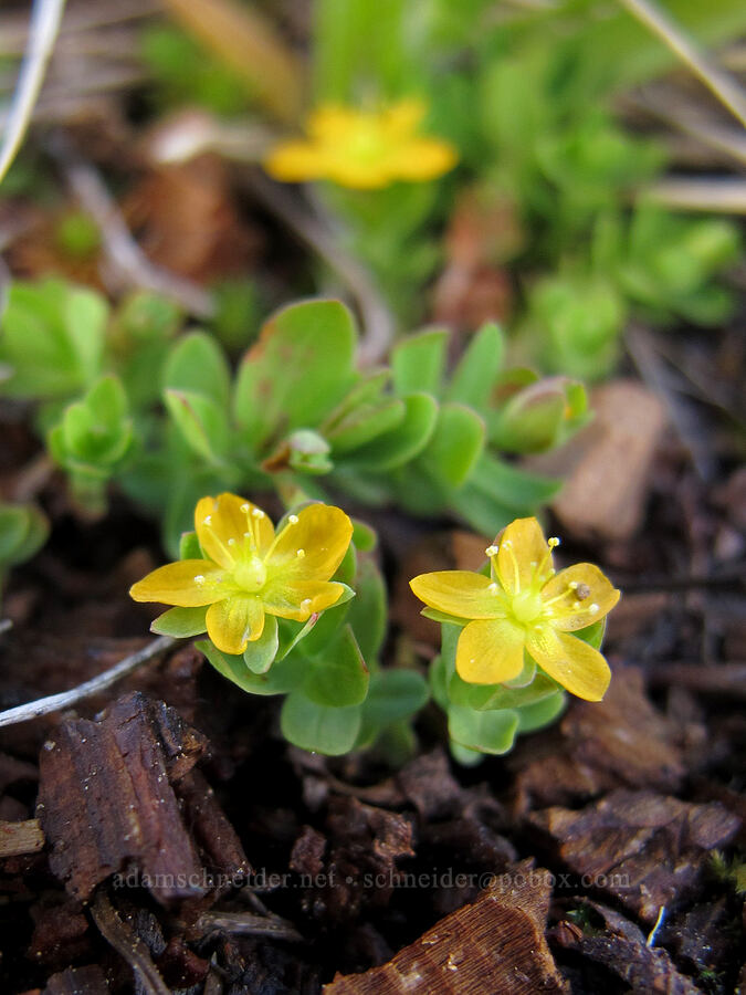 tinker's penny (creeping St. John's wort) (Hypericum anagalloides) [Pacific Crest Trail, Desolation Wilderness, El Dorado County, California]