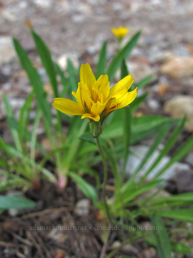 Sierra Nevada agoseris (Agoseris monticola) [Pacific Crest Trail, Desolation Wilderness, El Dorado County, California]