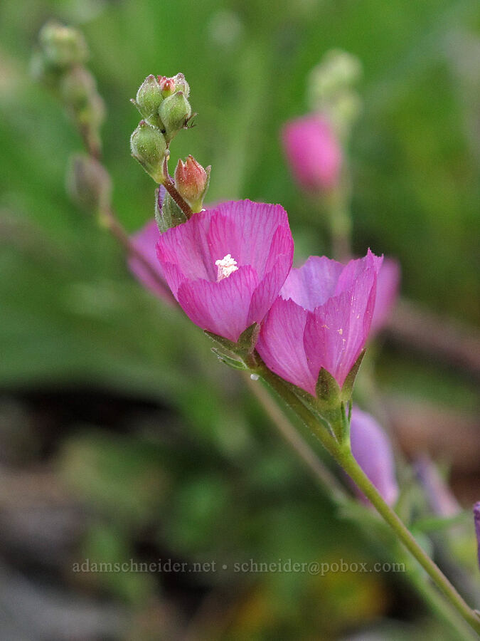 waxy checker-mallow (Sidalcea glaucescens) [Glen Alpine Trail, Desolation Wilderness, El Dorado County, California]