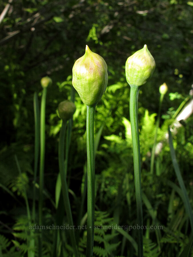 swamp onion, budding (Allium validum) [Glen Alpine Trail, Desolation Wilderness, El Dorado County, California]