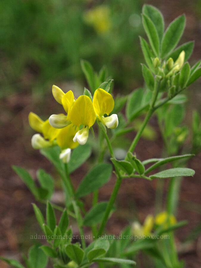 streambank bird's-foot trefoil (Hosackia oblongifolia (Lotus oblongifolius)) [Glen Alpine Trail, Lake Tahoe Basin, El Dorado County, California]