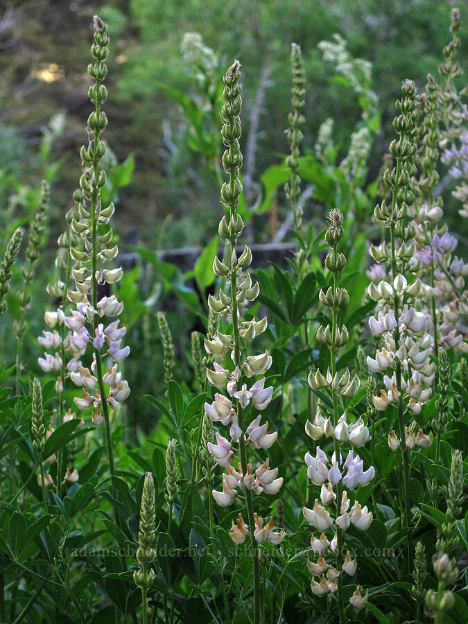 white lupine (Lupinus sp.) [Glen Alpine Road, Lake Tahoe Basin, El Dorado County, California]