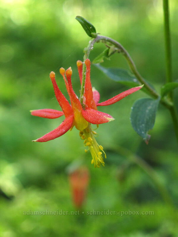 scarlet columbine (Aquilegia formosa) [Bayview Trail, Desolation Wilderness, El Dorado County, California]