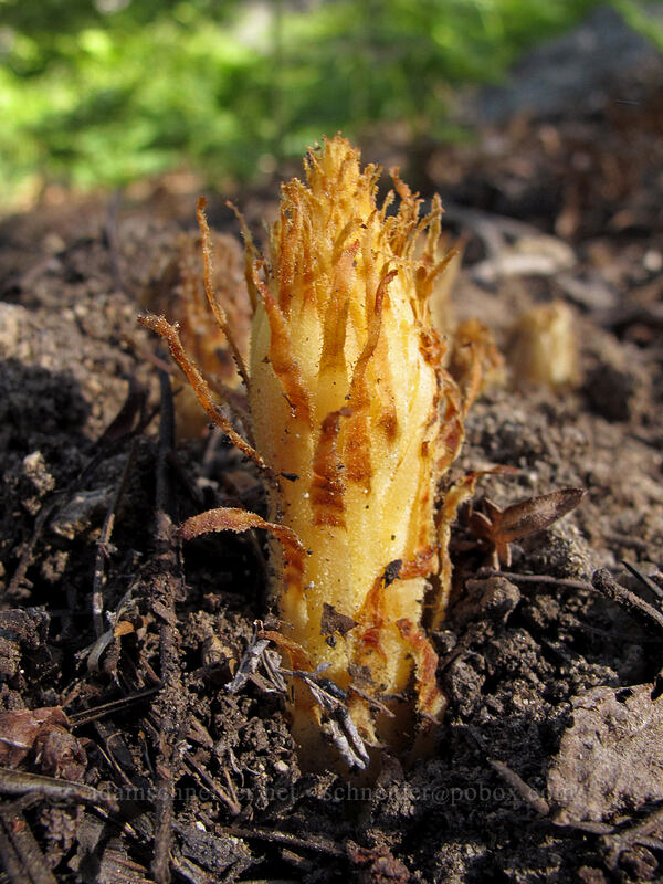 pinedrops, emerging (Pterospora andromedea) [Bayview Trail, Desolation Wilderness, El Dorado County, California]