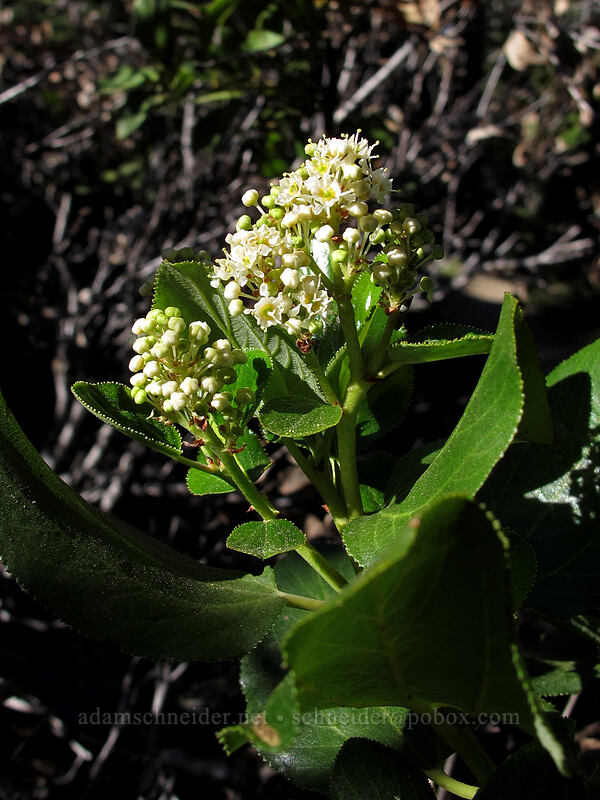tobacco brush (Ceanothus velutinus) [Bayview Trail, Desolation Wilderness, El Dorado County, California]