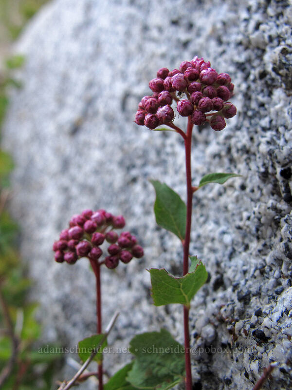 subalpine spirea (Spiraea splendens, Spiraea densiflora) [Bayview Trail, Desolation Wilderness, El Dorado County, California]
